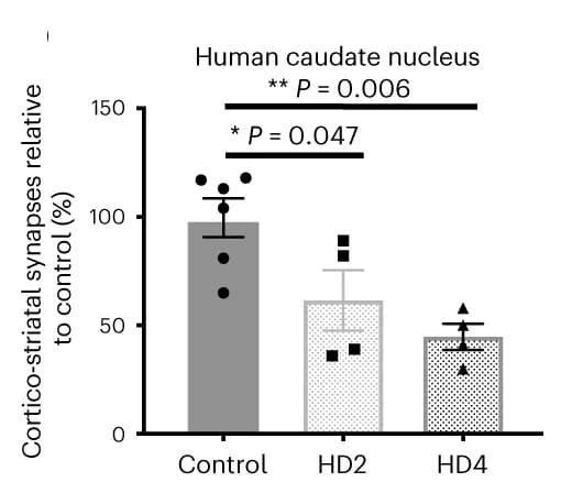 Open access visualization of Bar Plot, Error Bars, Corticostriatal Synapses, VGLUT1, Homer1