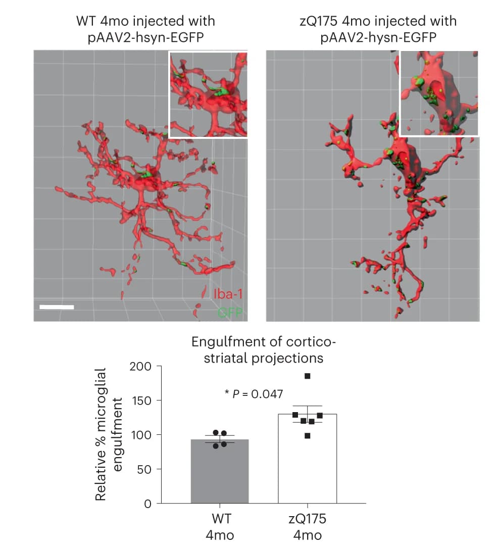 Open access visualization of Bar Plot, 3D Plot, Microscopy, Microglia, Corticostriatal projections