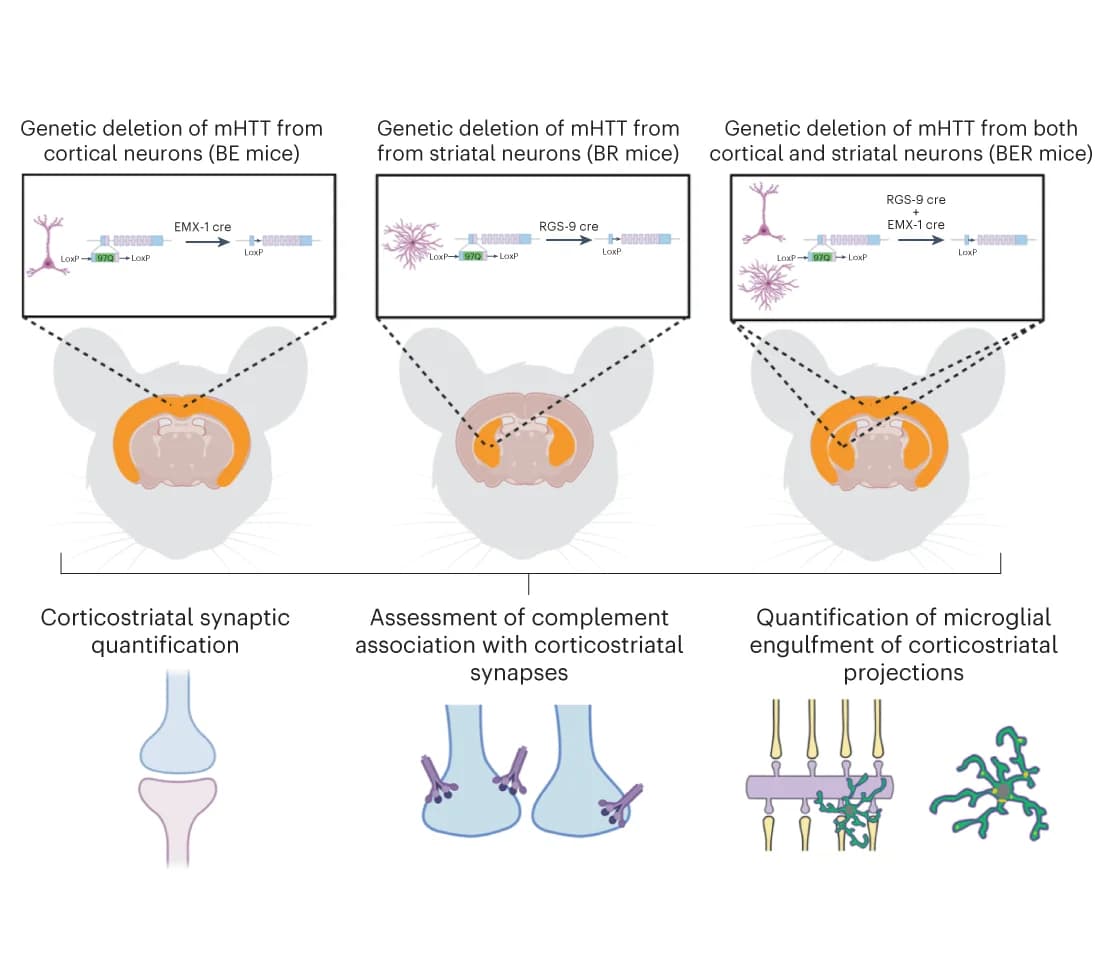 Open access visualization of Workflow, Illustration, mHTT, Striatal neurons, Cortical neurons