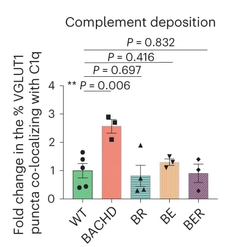Open access visualization of Bar Plot, Error Bars, VGLUT1, C1q, Dorsal striatum