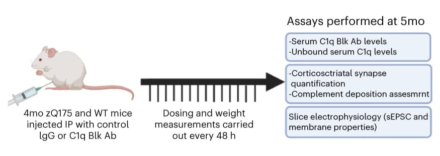 Open access visualization of Workflow, Experimental Paradigm, zQ175 Mice, WT Littermates, C1q Blk Ab