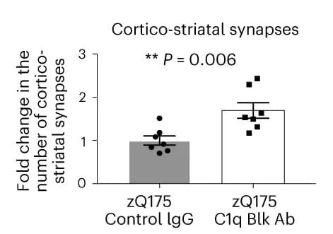 Open access visualization of Bar Plot, Error Bars, Corticostriatal Synapses, Dorsolateral Striatum, zQ175 Mice