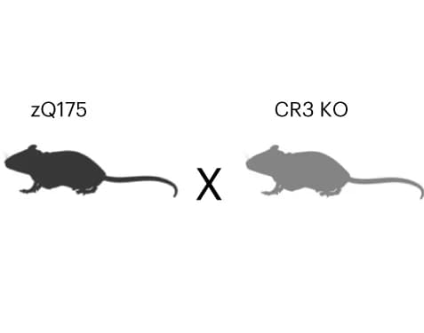 Open access visualization of Illustration, Transgenic Mice Lines, Genotypes, Visual Discrimination Learning, Reversal Performance
