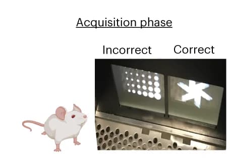 Open access visualization of Photo, Visual Discrimination Performance, WT Mice, zQ175 Mice, CR3 KO Mice
