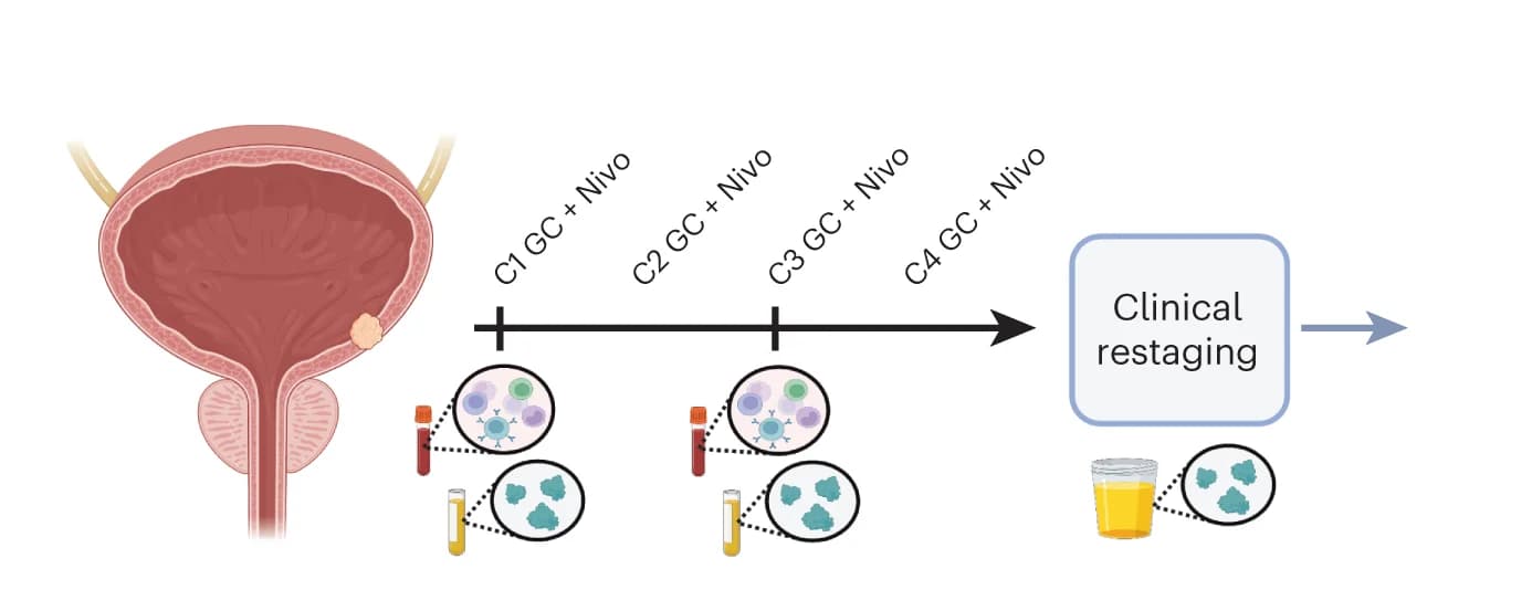 Open access visualization of Workflow, Illustration, Sample collection, BioRender