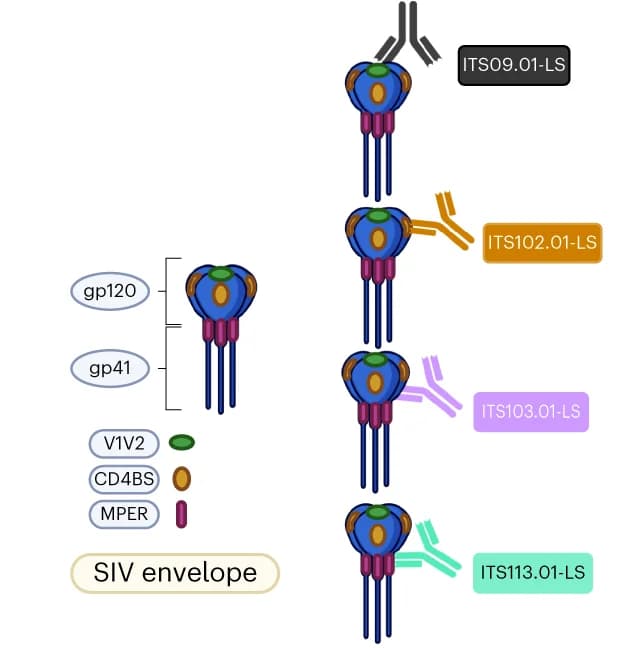 Open access visualization of Illustration, RhmAbs, V2, CD4 Binding Site, MPER
