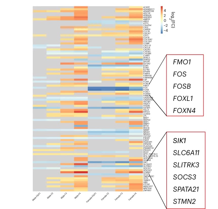 Open access visualization of Heatmap, Differentially expressed genes, Fibrotic stage, Men, Women