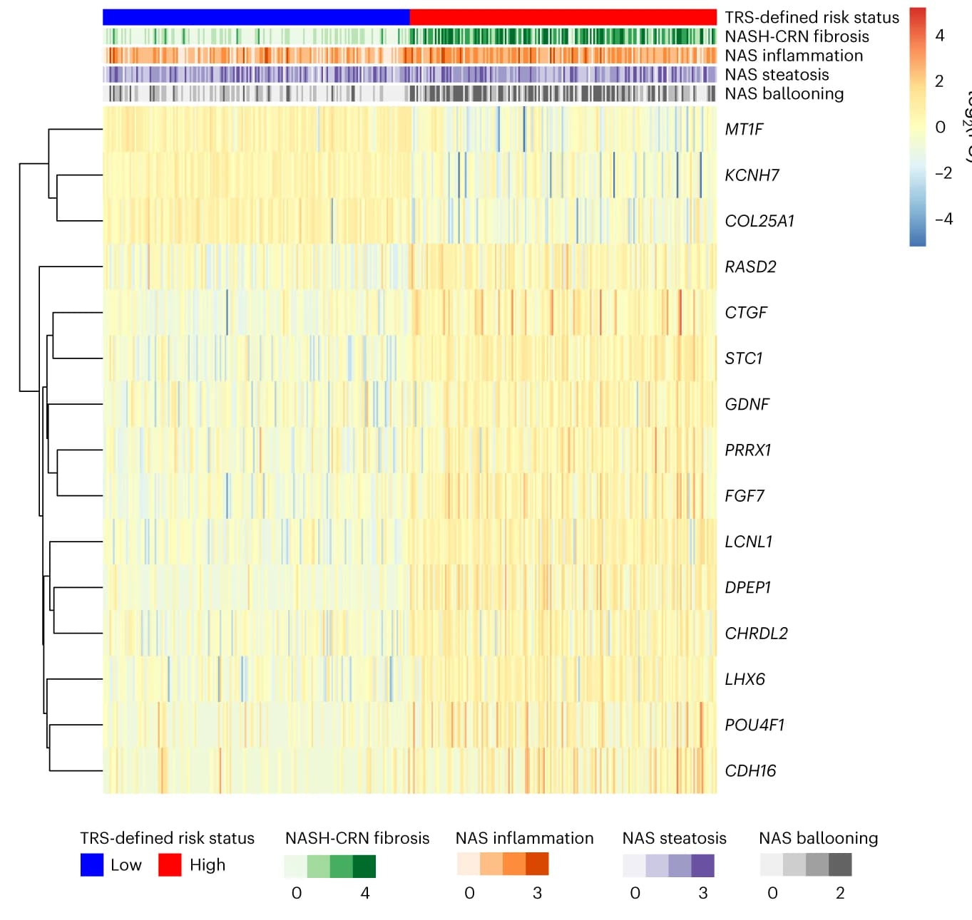 Open access visualization of Heatmap, Clustered, Gene Expression Profile, Prognostic Signature