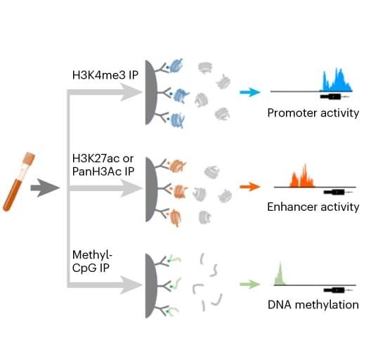 Open access visualization of Workflow, Illustration, Line Plot, Immunoprecipitation, High-Throughput Sequencing