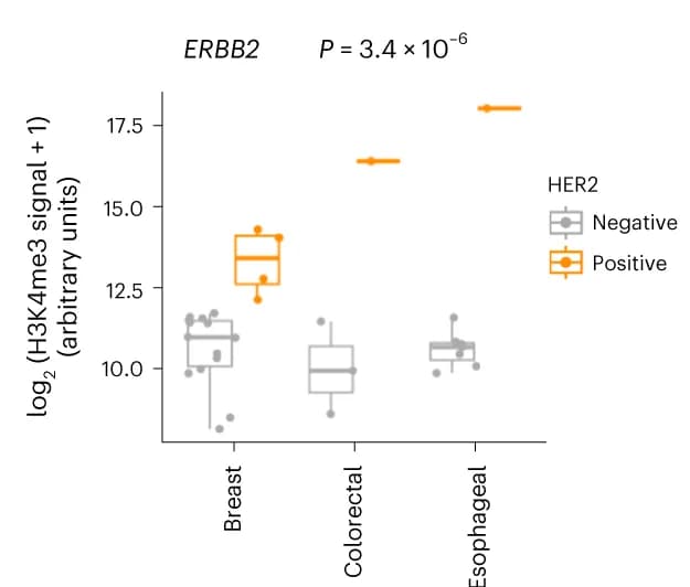 Open access visualization of Box Plot, Scatter Plot, H3K4me3 cfChIP-seq, ERBB2 Promoter, HER2 Expression