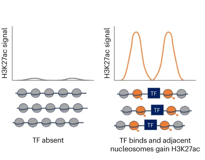 Open access visualization of Illustration, Enhancer activity, REs, TFBSs, H3K27ac cfChIP-seq