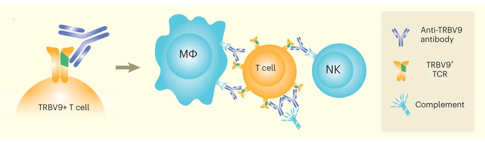 Open access visualization of Illustration, Workflow, Anti-TRBV9 Antibody, TRBV9+ T Cells, Antibody-Dependent Cellular Cytotoxicity