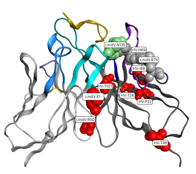 Open access visualization of Protein Structure, Engineered Variants, Fab, Light Chain, Heavy Chain