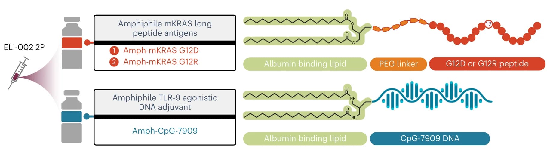 Open access visualization of Illustration, Workflow, Vaccine Components, Peptide Antigens, TLR9 Agonist