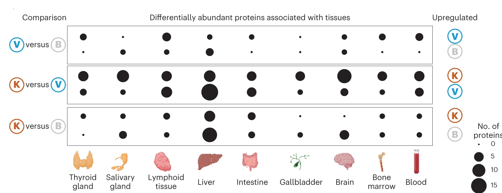 Open access visualization of Bubble Plot, Dot Plot, Tissue Origin, Differentially Abundant Proteins