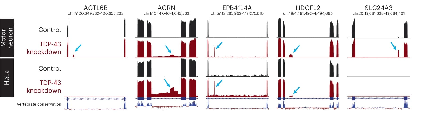 Open access visualization of Line Plot, UCSC Genome Browser, Cryptic Exons, Motor Neurons, HeLa Cells