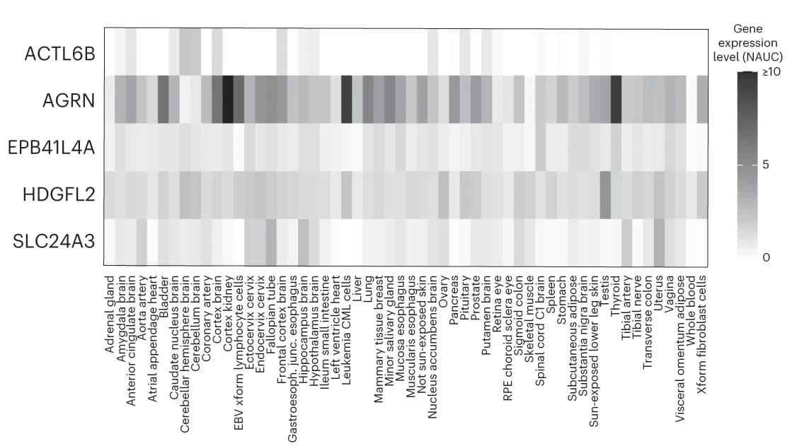 Open access visualization of Heatmap, Gene Expression, ACTL6B, AGRN, EPB41L4A
