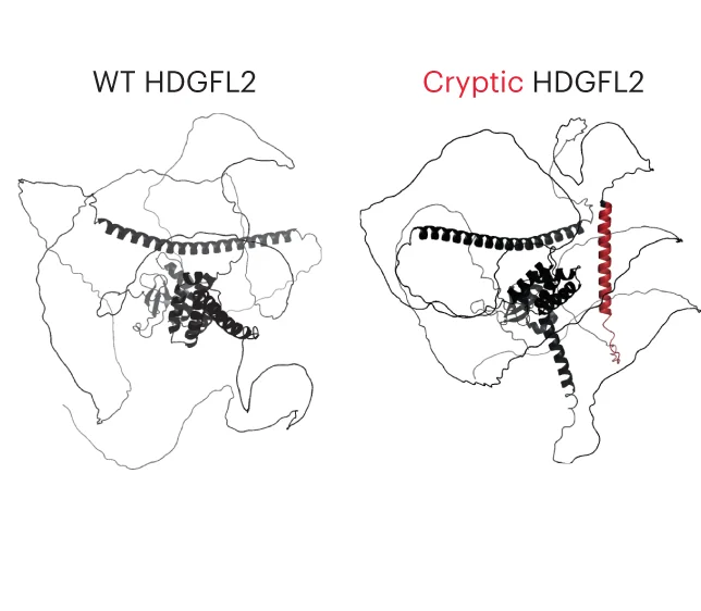Open access visualization of Protein Structure, HDGFL2 Protein Structures, Cryptic Exon, Alpha-Helix Structure, AlphaFold