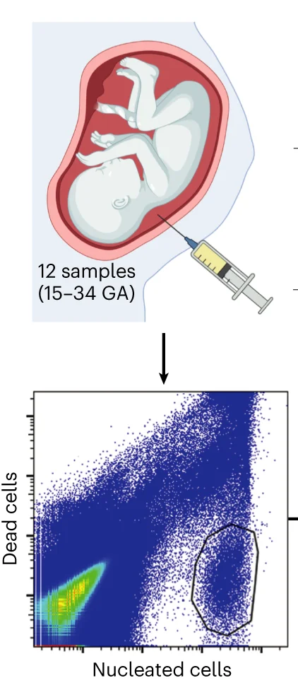 Open access visualization of Scatter Plot, Workflow, Illustration, AF Sampling, FACS Plot