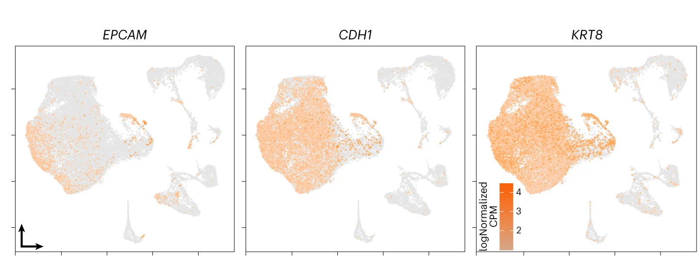 Open access visualization of UMAP, Scatter Plot, Epithelial Markers, Epithelial Cluster