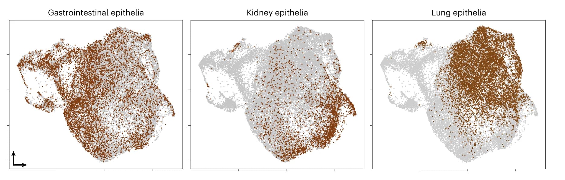 Open access visualization of Scatter Plot, UMAP, Recalculated UMAP, Epithelial Cluster, scGSEA