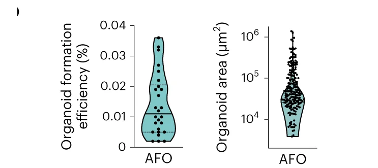 Open access visualization of Violin Plot, Scatter Plot, Formation Efficiency, Organoid Size, AFOs