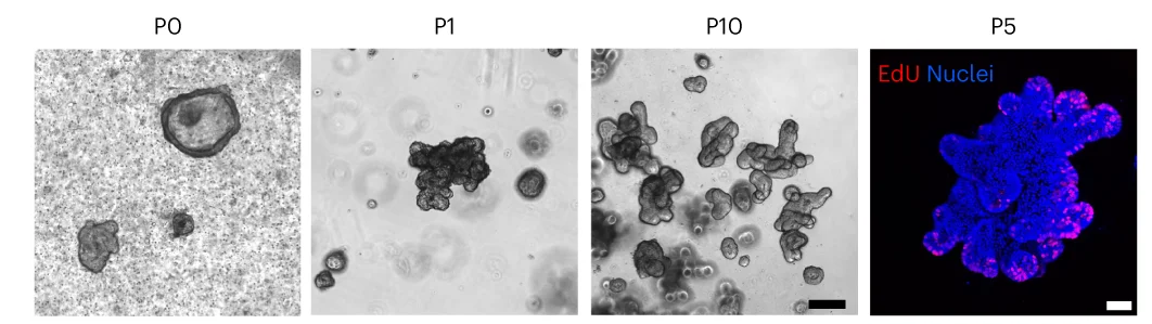 Open access visualization of Microscopy, Phase-Contrast Images, SiAFO Expansion, EdU Assay, Proliferating Cells