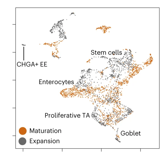 Open access visualization of Scatter Plot, UMAP, PCA, scRNA-Seq, SiAFOs