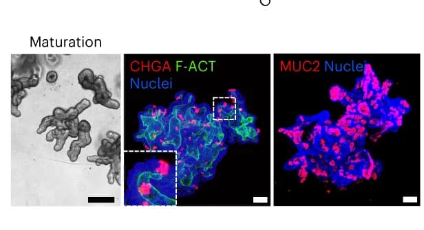 Open access visualization of Microscopy, Photo, SiAFOs, Budding Morphology, Immunofluorescent Staining