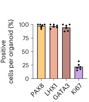 Open access visualization of Bar Plot, Error Bars, Renal Markers, PAX8, LHX1