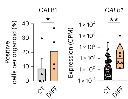 Open access visualization of Bar Plot, Error Bars, Violin Plot, Scatter Plot, CALB1-Positive Cells