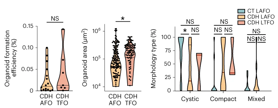 Open access visualization of Violin Plot, Box Plot, Organoid Formation Efficiency, CDH AF, CDH TF