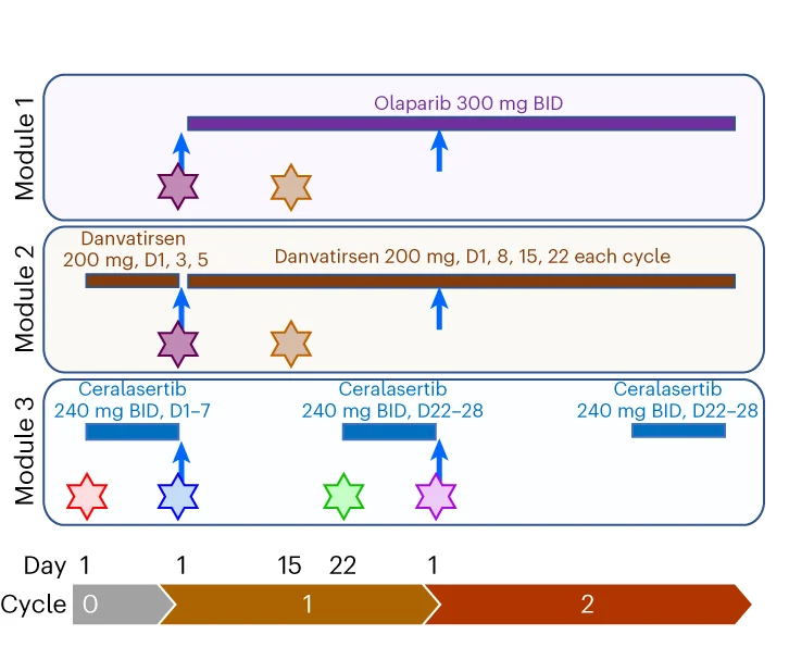 Open access visualization of Workflow, Illustration, Treatment Schedule, Durvalumab, Olaparib