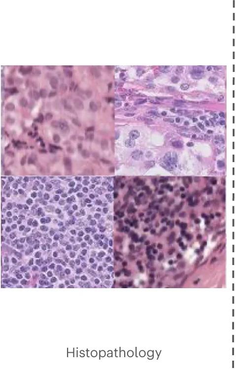 Open access visualization of Microscopy, Diffusion Model, Imaging Modalities, Samples