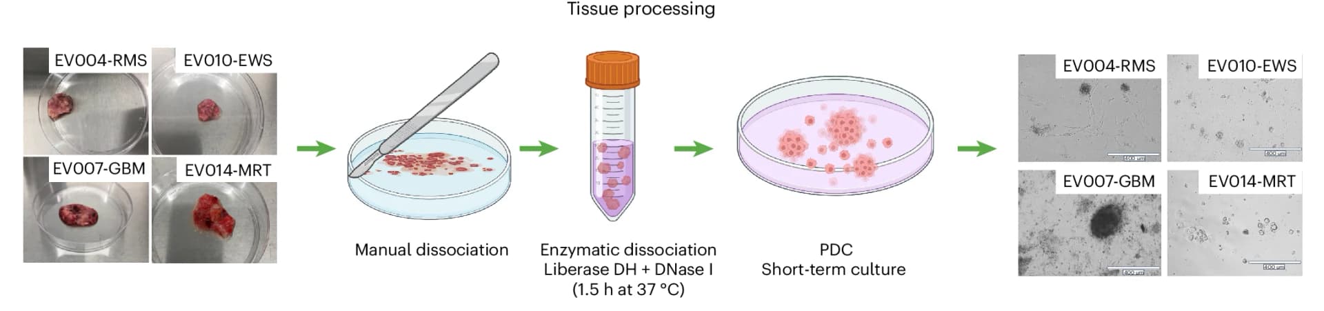 Open access visualization of Workflow, Microscopy, Photo, Illustration, Tissue Processing