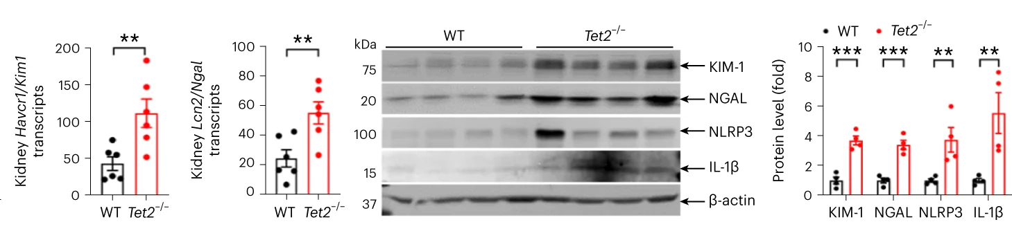 Open access visualization of Bar Plot, Error Bars, Photo, Gel, Scatter Plot