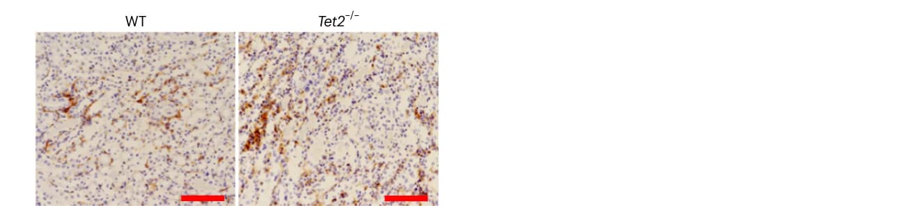 Open access visualization of Microscopy, Macrophage Infiltration, F4/80 Immunostaining