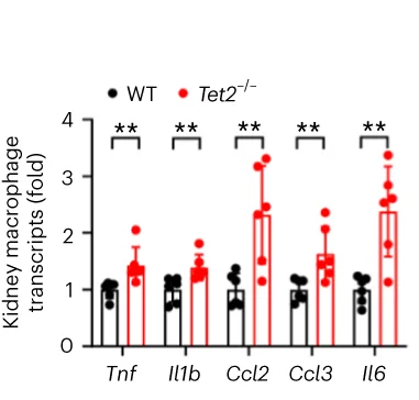 Open access visualization of Bar Plot, Scatter Plot, Error Bars, Kidney Macrophage, mRNA Expression