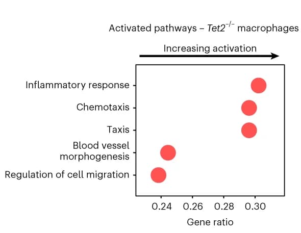 Open access visualization of Scatter Plot, Gene Set Enrichment Analysis, GSEA, WT Macrophages, Tet2 -/- Macrophages