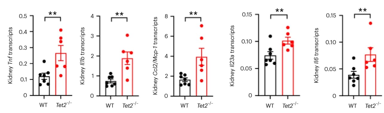 Open access visualization of Bar Plot, Error Bars, Scatter Plot, Kidney mRNA, Inflammatory Cytokines