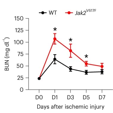 Open access visualization of Line Plot, Error Bars, BUN, Ischemic Kidney Injury, WT Mice