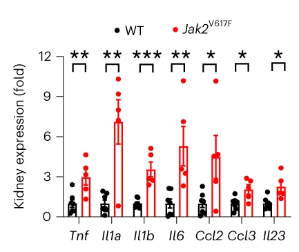 Open access visualization of Bar Plot, Scatter Plot, Error Bars, Kidney mRNA Expression, Proinflammatory Cytokines