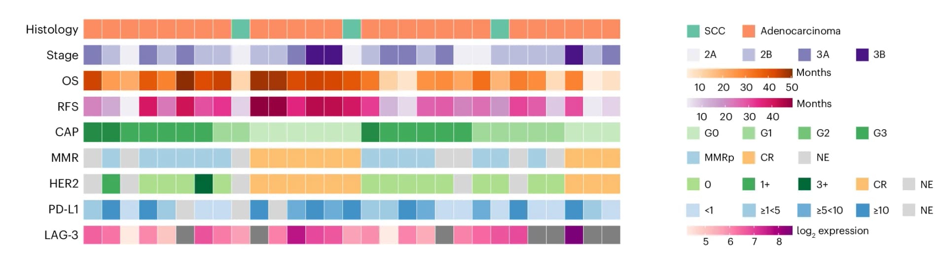 Open access visualization of Heatmap, Clinical Features, Pathological Features, Patients, Resection
