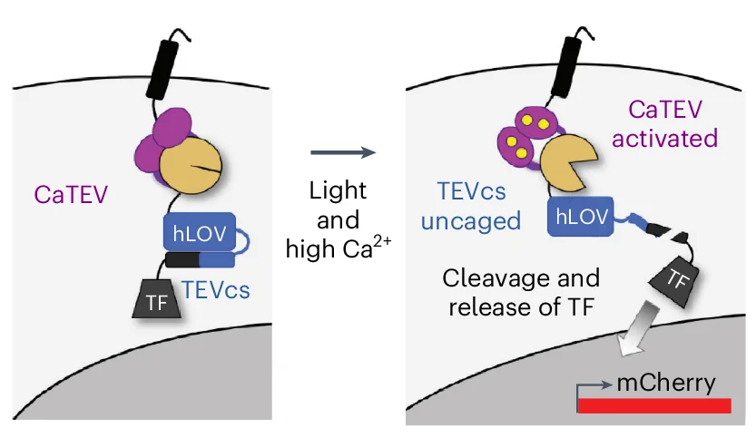 Open access visualization of Workflow, Illustration, scFLARE, Neurons, mCherry