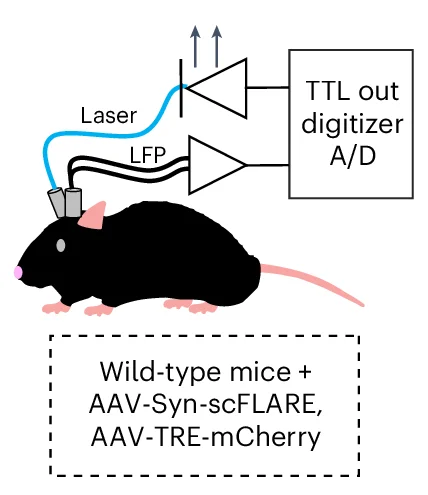 Open access visualization of Workflow, Illustration, Seizure Detection, Light Delivery, Wild-Type Mice