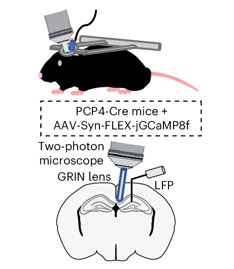Open access visualization of Illustration, Two-Photon Imaging, PCP4-Cre Mice, Epileptic Mice