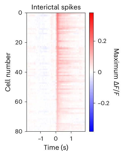 Open access visualization of Heatmap, Heat Map, FC Neurons, Intracellular Calcium, Interictal Spikes