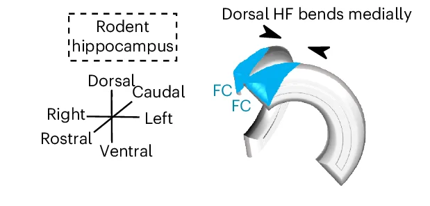 Open access visualization of 3D Plot, Hippocampal Formation, Rodent, Primate, FC Anatomy
