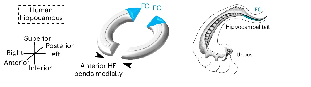 Open access visualization of Illustration, Primate, Hippocampal Formation, Anterior Hippocampus, FC Anatomy