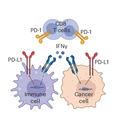 Open access visualization of Illustration, Workflow, CD8+ T Cell, PD-L1+ Cells, Tumor Microenvironment